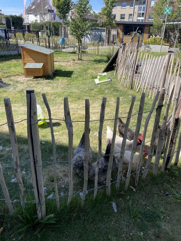 Hühner stehen hinter einem Holzlattenzaun in einem Garten mit einem Hühnerhaus und Bäumen im Hintergrund.