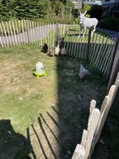 Das Hühnergehege – idyllisch im Innenhof gelegen. Ein eingezäuntes Gehege mit fünf Hühnern, darunter ein weißes, ein schwarzes und ein braunes. Im Hintergrund steht eine graue Statue eines Esels.