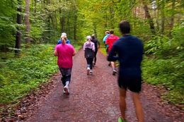 Mehrere Läufer in Sportkleidung joggen auf einem Waldweg, umgeben von grünen und herbstlich gefärbten Bäumen.